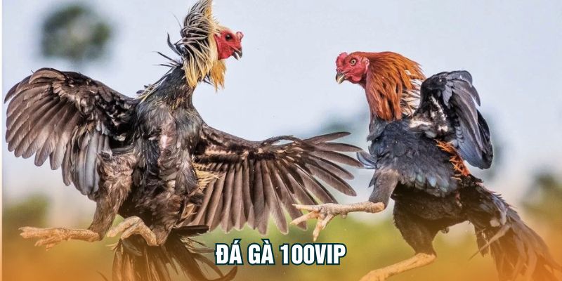 da ga 100vip