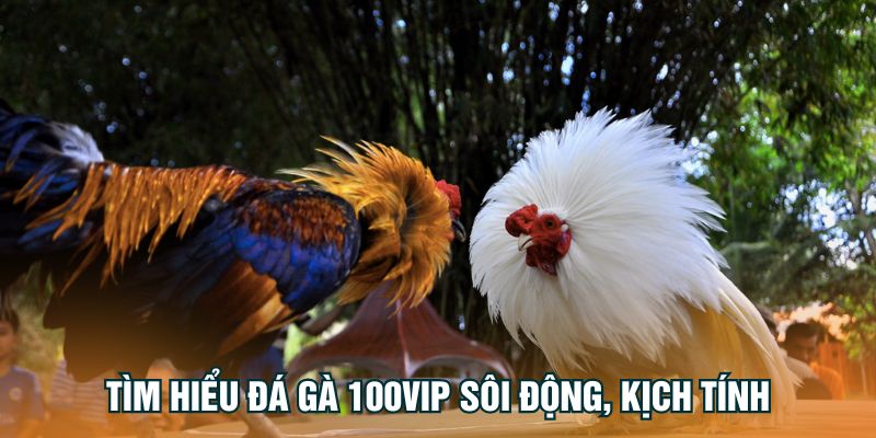 tim-hieu-da-ga-100vip-soi-dong-kich-tinh